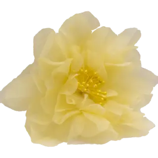 Peony Yellow